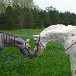 two horses